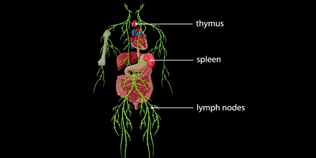 Benefits Of Lymphatic Drainage Face: Does It Work? 1 Lymphatic System