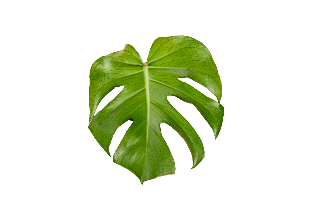 Leaf